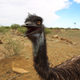 This emu is named Stan.